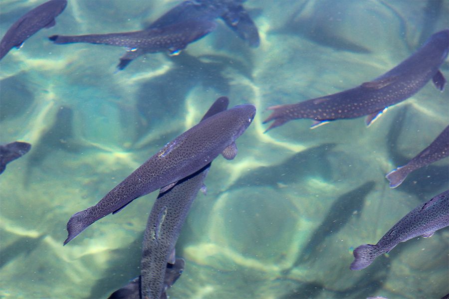 Fischzuchtbecken aus Holz