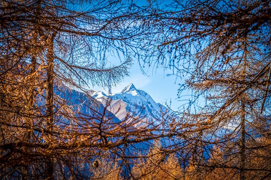 Tauerngebiet Lärche