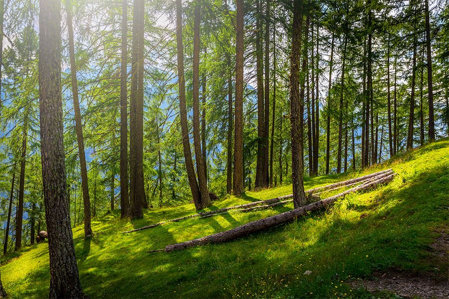 Natürlicher Rohstoff Holz